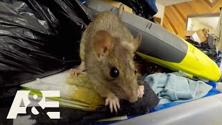 Hoarders Rodents Infestations  Rats Run Rampant COMPILATION  AampE [upl. by Alessig]