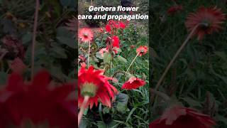 gerberagerberaplantcaregerberapropagationgardentourflowergardeninggardenshortsgerberaflower [upl. by Tarfe]