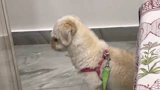 Lhasa Apso barking [upl. by Edrea996]