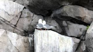 Redlegged kittiwake pair calling [upl. by Bury810]