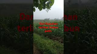 Suasana Pagi Hari Didesaku viralvideo didesashorts beranda pemandangan dikampung [upl. by Edorej]