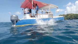 Scuba Diving Grenada January 2019 [upl. by Akit688]