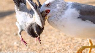 Slo mo shotgun impact  Pigeons [upl. by Norwood]