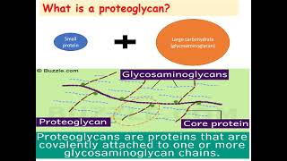 MED LEVEL 1 MUSI111 BIO Lecture 3 Proteoglycan [upl. by Alvie635]