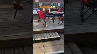 Bark Fest yorkie yorkiesofyoutube dog dogshorts petsofyoutube shortvideo shortsyoutube short [upl. by Victor]