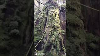 Giant Eucalyptus stump Strathblane  Measuring tasmania nature exploretasmania gianttrees [upl. by Down]