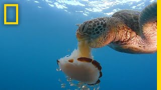 See a Sea Turtle Devour a Jellyfish Like Spaghetti  National Geographic [upl. by Eddi]