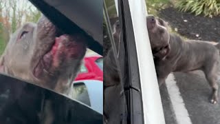 Pit Bull Bites and Tears Apart Maryland Woman’s Tesla [upl. by Eenolem]