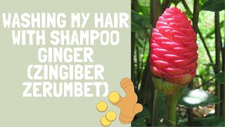 Washing My Hair With Shampoo Ginger Zingiber zerumbet In My Neighbors Yard [upl. by Pip175]