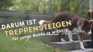 Sicheres Treppensteigen für Hunde – Der ultimative Guide für Einsteiger [upl. by Aenahs807]