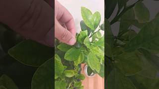 calamondin orange 🍊 tree update [upl. by Banwell365]