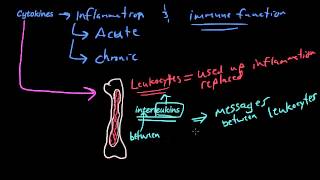 26  The chemicals of inflammation  PAF Cytokines Tumor Necrosis Factor Interleukin1 [upl. by Mcclenon]