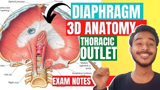 Thoracic Outlet Anatomy 3D  opening of diaphragm anatomy  Outlet of thorax anatomy [upl. by Niltag]