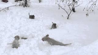 Lagotto’s Peak  Lagotto Romagnolo Dogs In Snow [upl. by Aesoh]