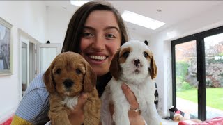 5 Week Old Cavapoo Puppies [upl. by Enitsugua159]