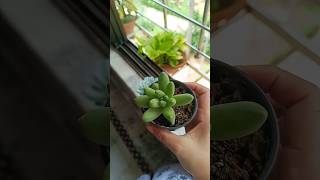 How To Grow Pachyphytum fittkaui Plant amp Echeveria elegans plant Indoor Plants trending shorts [upl. by Leuname448]