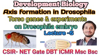 Axis formation in DrosophilaL5 Torso gene concept amp experiments on Drosophila embryo CSIR net [upl. by Graves294]