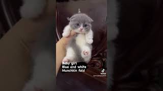 Kucing munchkin x scottish fold kucingjakarta catlover cat munchkin gaelic britishshorthair [upl. by Oker]