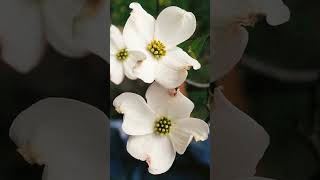 🐶 Flowering Dogwood Cornus florida  Observed in Description [upl. by Ymar38]