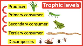 Trophic levels  Producer primary consumer secondary consumer tertiary consumer amp decomposers [upl. by Euqinaj]