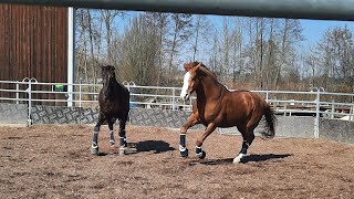 Luke und Timmy geben Gas 💨 horse horses [upl. by Nalorac810]