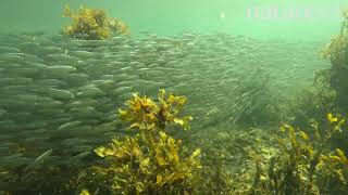 European sprat Sprattus sprattus shoaling in shallow water Scapa Beach Scotland September [upl. by Fessuoy]