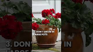 6 Quick Tips to Keep Geraniums Blooming geraniums shorts youtubeshorts [upl. by Eleahcim]