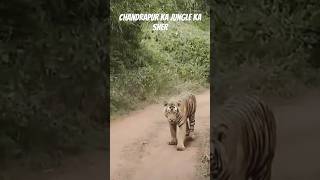 Chandrapur ka jungle ka sher 🔥🔥subscribe shorts short [upl. by Hanah]