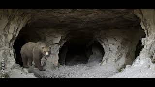 Cave bear sounds effects [upl. by Chappy]