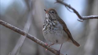 Hermit Thrush Song [upl. by Barnabe]