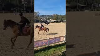 Todays competition ❤️ read description horseriding competition horse showjumping equestrian [upl. by Keeler]