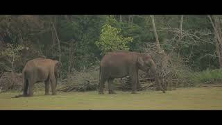 Boat Safari 2  Evolve Back Kuruba Safari Lodge Kabini India [upl. by Nalyr677]