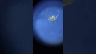 Дафния под микроскопом 2 Water flea in the microscope 2 aquarium [upl. by Esined209]