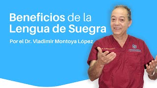 ✅ BENEFICIOS de la planta LENGUA DE SUEGRA [upl. by Analahs640]