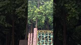 Great Banyan Tree tree nature trending viral shorts heritage ecosystem howrah westbengal [upl. by Akihc]