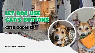 My dog uses my cats buttons and goes bananas [upl. by Joya76]