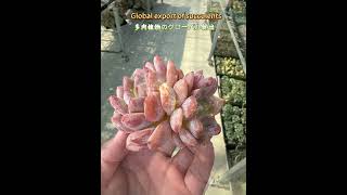 Echeveria Aeonium Haworthia succulent plants exported globally at ultralow prices [upl. by Uticas]