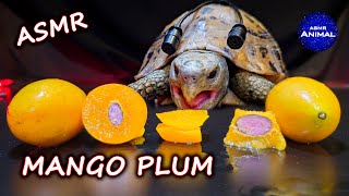 Relaxing ASMR Mukbang Eating Mango Plum 🥭 Turtle Tortoise 158 [upl. by Mide185]