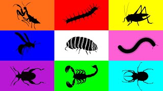 Insect Pill Bug Grasshopper Mantis Caterpillar Milipede Beetle Scorpion Wasp Leafbug [upl. by Merci]