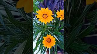 Gazania plant 🏵 Γκαζάνια gazaniarigens flowers plants krebsiana bloom gazania nature shorts [upl. by Mabel854]