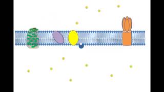 Cyclic Photophosphorylation [upl. by Nelac]