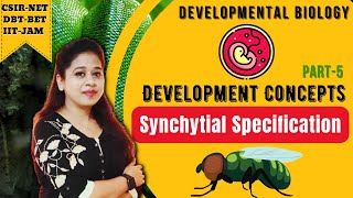 Synchytial Specification  Basics of Developmental Biology  Developmental Biology CSIR NET [upl. by Acinor]