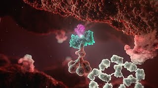 Cold Agglutinin Disease Animation  Mechanism of Disease [upl. by Lashondra992]