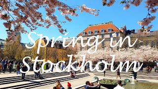 Cherry Blossoms of Kungstradgarden Stockholm 4K [upl. by Aerdnaz]