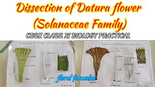 Dissection of Datura flower  Solanaceae Family Cbse class XI biology practical [upl. by Garda38]