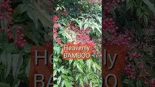 Heavenly Bamboo NANDINA DOMESTICA [upl. by Suaeddaht]