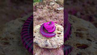 Giant millipedes wake up from the circle short millipede [upl. by Claudina]