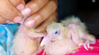 I am feeding the pigeon baby [upl. by Ennovahc]