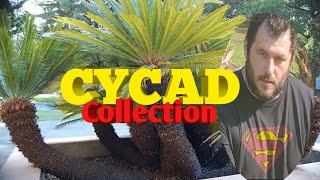 Huge cycad collection and astonishing facts [upl. by Marquet]