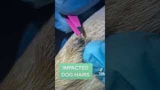 IMPACTED HAIRS ON DOG [upl. by Runkel]